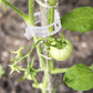 Clips de Plástico para Soporte de Plantas