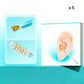 Kit de herramientas autoadhesivas para eliminar cerumen